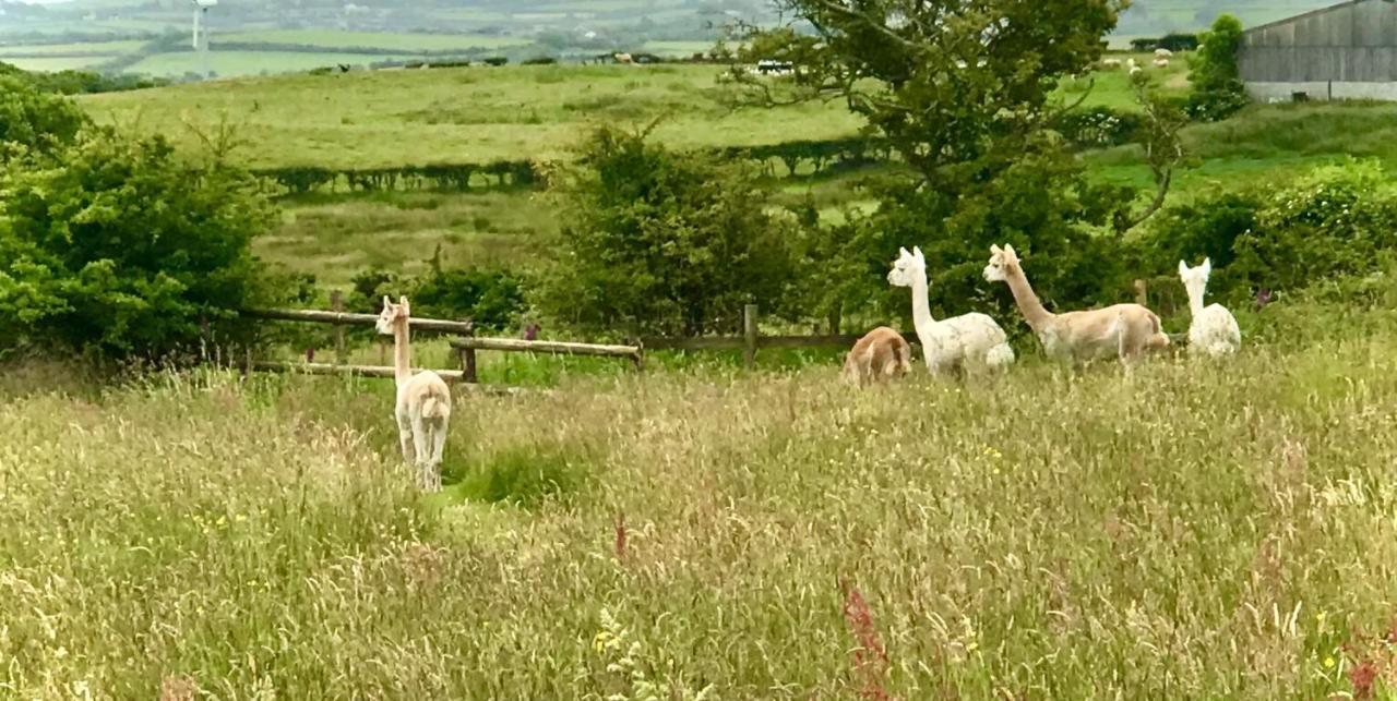 Willow Glamping Hut With Hot Tub, Ensuite, Bbq, Firepit, Views, Fenced Garden, Dog Friendly, Alpacas On Site On Anglesey, North Wales Amlwch Esterno foto