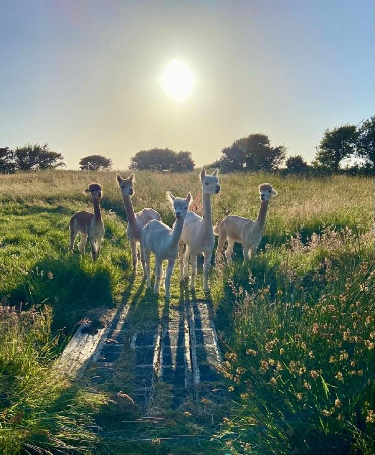 Willow Glamping Hut With Hot Tub, Ensuite, Bbq, Firepit, Views, Fenced Garden, Dog Friendly, Alpacas On Site On Anglesey, North Wales Amlwch Esterno foto